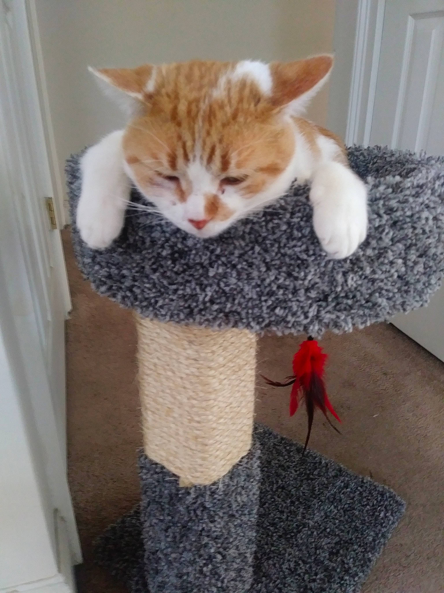 Muchacho joined the competition — help win amazing prizes! aegean_cat, carnivore, cat, cat_supply, domestic_short_haired_cat, european_shorthair, fawn, felidae, fur, german_rex, kitten, polydactyl_cat, small_to_medium_sized_cats, tail, turkish_van, whiskers