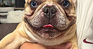Tobi joined the competition — help win amazing prizes! animal, closeup, companion, cozy, cute, dog, face, french_bulldog, furniture, hand, happy, holding, indoor, living_room, person, pet, portrait, smiling, tongue, wrinkles