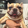 animal, closeup, companion, cozy, cute, dog, face, french_bulldog, furniture, hand, happy, holding, indoor, living_room, person, pet, portrait, smiling, tongue, wrinkles