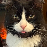 Bucky is registered to the contest to win money with this photo: adorable, alert_ears, animal, black_and_white, cat, close_up, cute, domestic_cat, face, feline, fluffy, green_eyes, indoor, muzzle, pet, pink_nose, portrait, soft_fur, tongue_out, whiskers