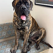 Beaushay joined the competition — help win amazing prizes! animal, bench, brindle, canine, companion, corner, decor, dog, framed_poster, friendly, indoor, large_dog, pet, portrait, resting, seated, tile_floor, tongue_out, waiting, wall_art