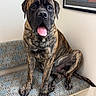 animal, bench, brindle, canine, companion, corner, decor, dog, framed_poster, friendly, indoor, large_dog, pet, portrait, resting, seated, tile_floor, tongue_out, waiting, wall_art