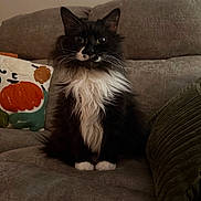 Moon Pie joined the competition — help win amazing prizes! cat, black_and_white, fluffy, long_hair, tuxedo_cat, pet, animal, sitting, portrait, indoors, couch, sofa, blanket, pillow, pumpkin, cozy, whiskers, ears, white_paws, home