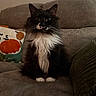 cat, black_and_white, fluffy, long_hair, tuxedo_cat, pet, animal, sitting, portrait, indoors, couch, sofa, blanket, pillow, pumpkin, cozy, whiskers, ears, white_paws, home