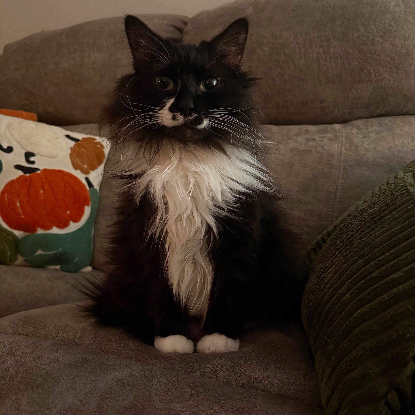 Moon Pie joined the competition — help win amazing prizes! cat, black_and_white, fluffy, long_hair, tuxedo_cat, pet, animal, sitting, portrait, indoors, couch, sofa, blanket, pillow, pumpkin, cozy, whiskers, ears, white_paws, home