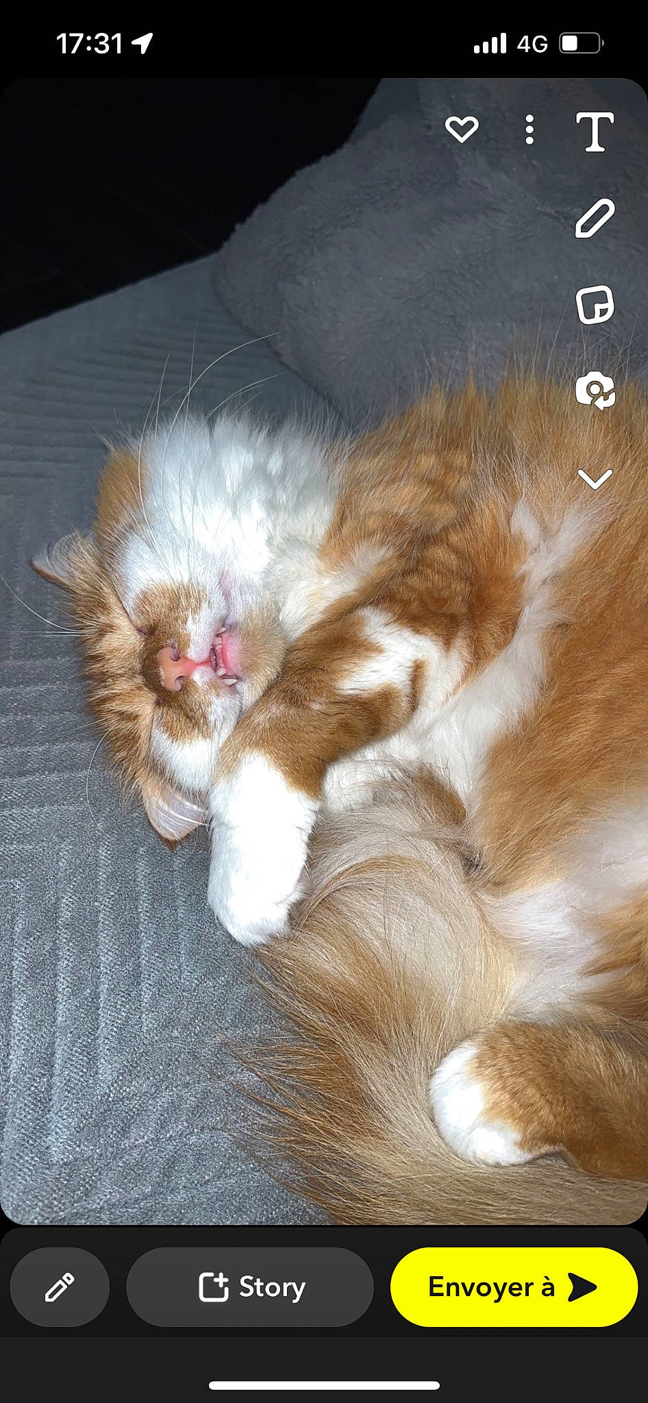 Sockette participe au concours pour gagner de l'argent avec cette photo : carnivore, cat, claw, comfort, companion_dog, dog_breed, ear, fawn, felidae, fur, liver, natural_material, paw, photo_caption, small_to_medium_sized_cats, snout, tail, terrestrial_animal, whiskers