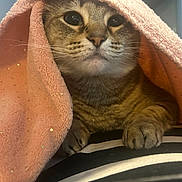 Maggie is registered to the contest to win money with this photo: animal, blanket, cat, closeup, comfort, cozy, curious, cute, feline, fur, indoor, paw, pet, pink_blanket, resting, soft_texture, sparkles, striped_surface, tabby, whiskers