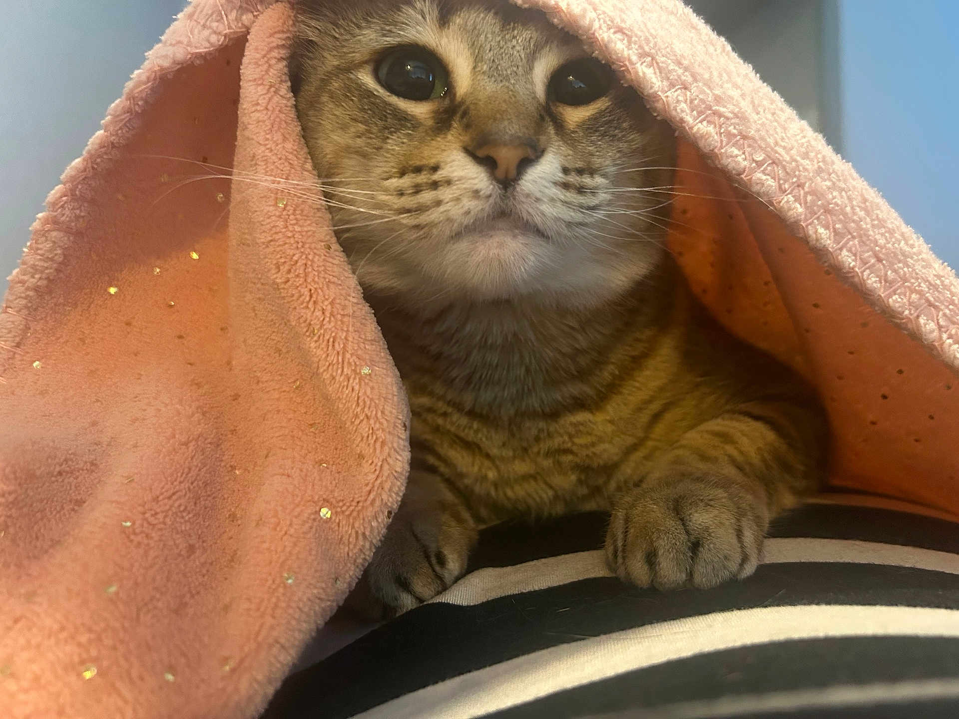 Maggie