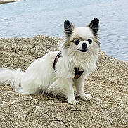 Jean-Paul participe au concours pour gagner de l'argent avec cette photo : dog, chihuahua, small_dog, long_hair, white_fur, beige_fur, rock, water, ocean, shore, outdoor, pet, animal, sitting, ears, leash, nature, landscape, cute, portrait