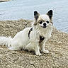 dog, chihuahua, small_dog, long_hair, white_fur, beige_fur, rock, water, ocean, shore, outdoor, pet, animal, sitting, ears, leash, nature, landscape, cute, portrait