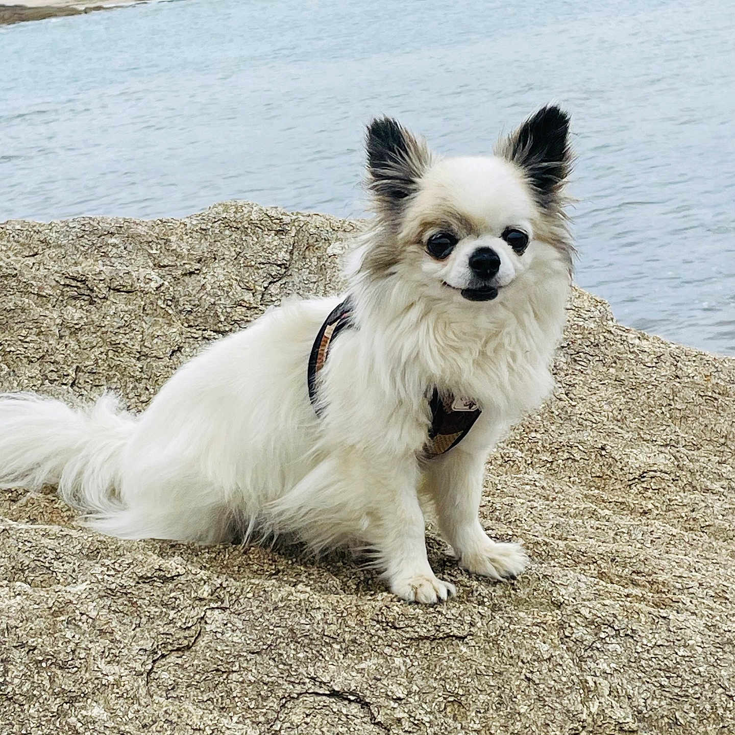 Jean-Paul participe au concours pour gagner de l'argent avec cette photo : dog, chihuahua, small_dog, long_hair, white_fur, beige_fur, rock, water, ocean, shore, outdoor, pet, animal, sitting, ears, leash, nature, landscape, cute, portrait