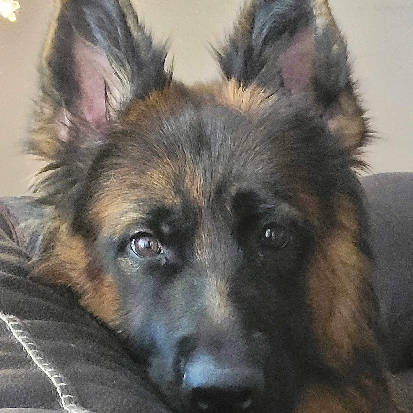 Blu joined the competition — help win amazing prizes! animal, black, brown, canine, close_up, companion, couch, cute, dog, ears, eyes, face, fluffy, fur, german_shepherd, indoors, pet, portrait, quilted_surface, resting