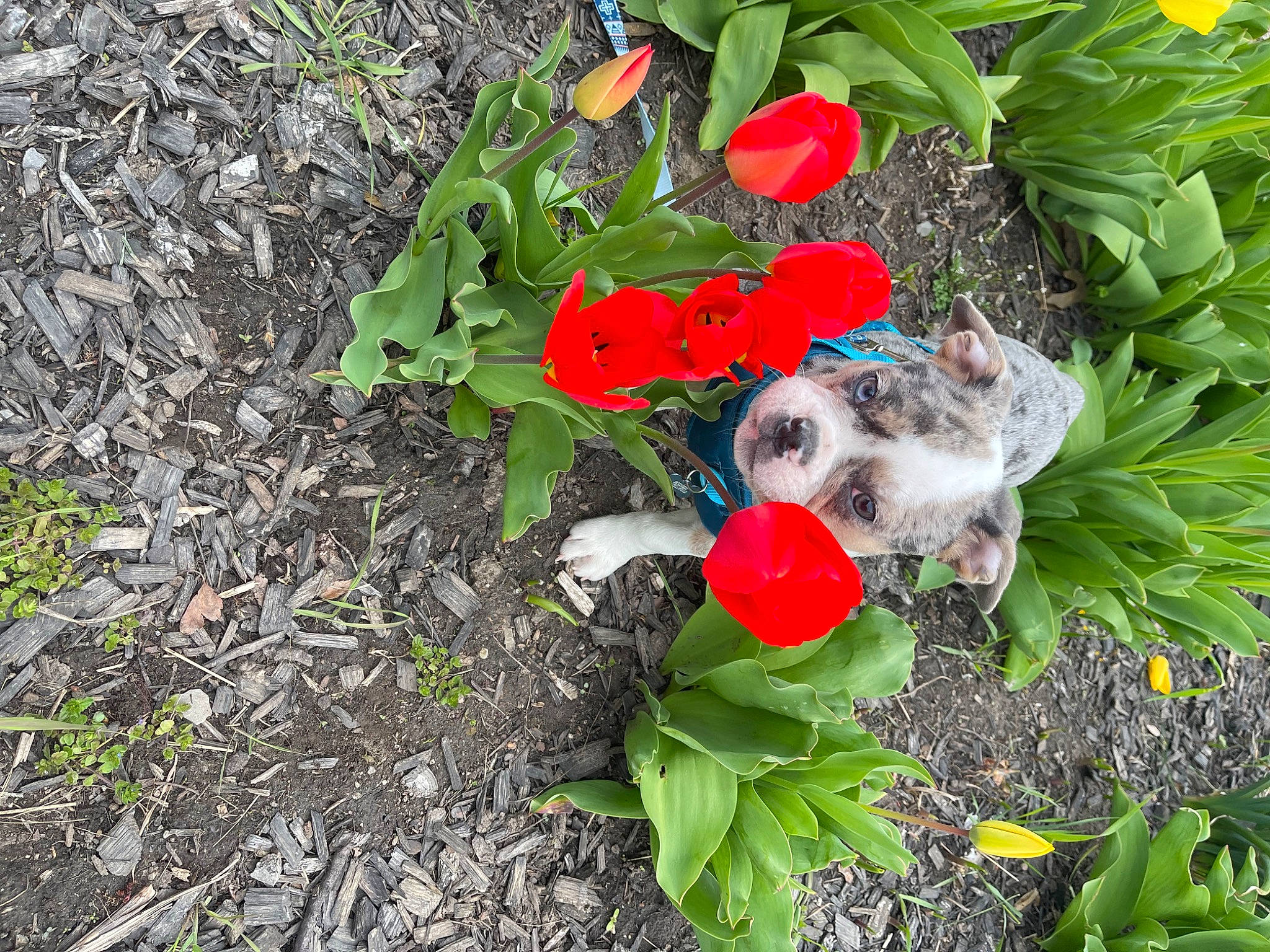 Ghost is registered to the contest to win money with this photo: annual_plant, carmine, cut_flowers, flower, flowering_plant, gardening, grass, groundcover, herb, herbaceous_plant, landscape, landscaping, leaf_vegetable, mulch, petal, plant, shrub, soil, terrestrial_plant, wildflower