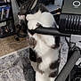 Jasper is registered to the contest to win money with this photo: cat, exercise_machine, indoor, carpet, shelf, video_games, handlebar, black_and_white_cat, pet, playing, home, furniture, cord, technology, floor, animal, curious, grip, domestic, funny