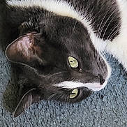 Jasper joined the competition — help win amazing prizes! cat, gray_cat, white_fur, green_eyes, close_up, pet, animal, whiskers, lying_down, indoor, cozy, texture, blue_surface, fur, cute, domestic_cat, relaxed, portrait, feline, curious