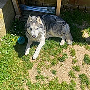Taro a rejoint le concours — aidez-le/la à gagner de superbes lots ! dog, husky, outdoor, grass, sunlight, ball, flower, pet, animal, furry, resting, yard, wood, concrete, nature, daylight, canine, domestic, play, shadow