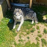 dog, husky, outdoor, grass, sunlight, ball, flower, pet, animal, furry, resting, yard, wood, concrete, nature, daylight, canine, domestic, play, shadow
