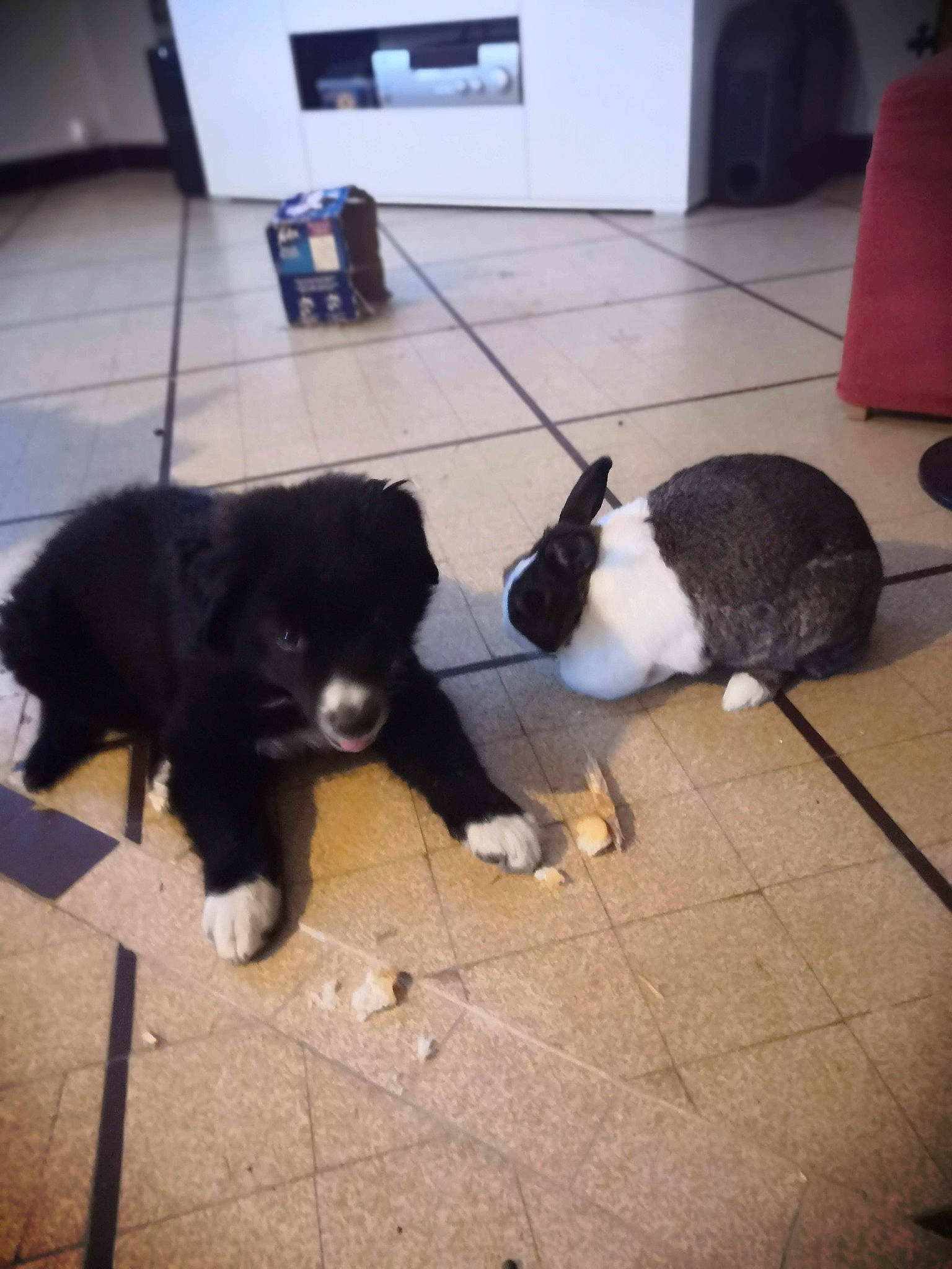 Raspoutine a rejoint le concours — aidez-le/la à gagner de superbes lots ! carnivore, cat, comfort, companion_dog, dog, dog_breed, felidae, floor, flooring, fur, hardwood, herding_dog, mammal, small_to_medium_sized_cats, sporting_group, tail, vertebrate, whiskers, wood, working_animal