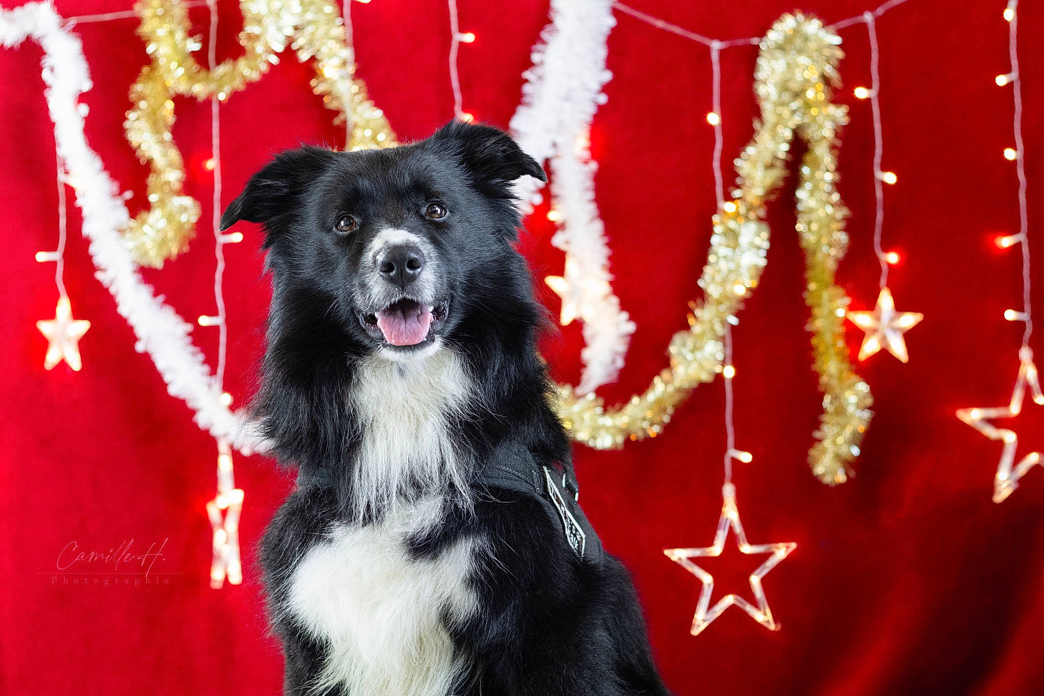 Raspoutine a rejoint le concours — aidez-le/la à gagner de superbes lots ! ancient_dog_breeds, borador, canidae, carnivore, companion_dog, dog, dog_breed, dog_supply, event, fur, guard_dog, herding_dog, red, sporting_group, tail, working_animal, working_dog