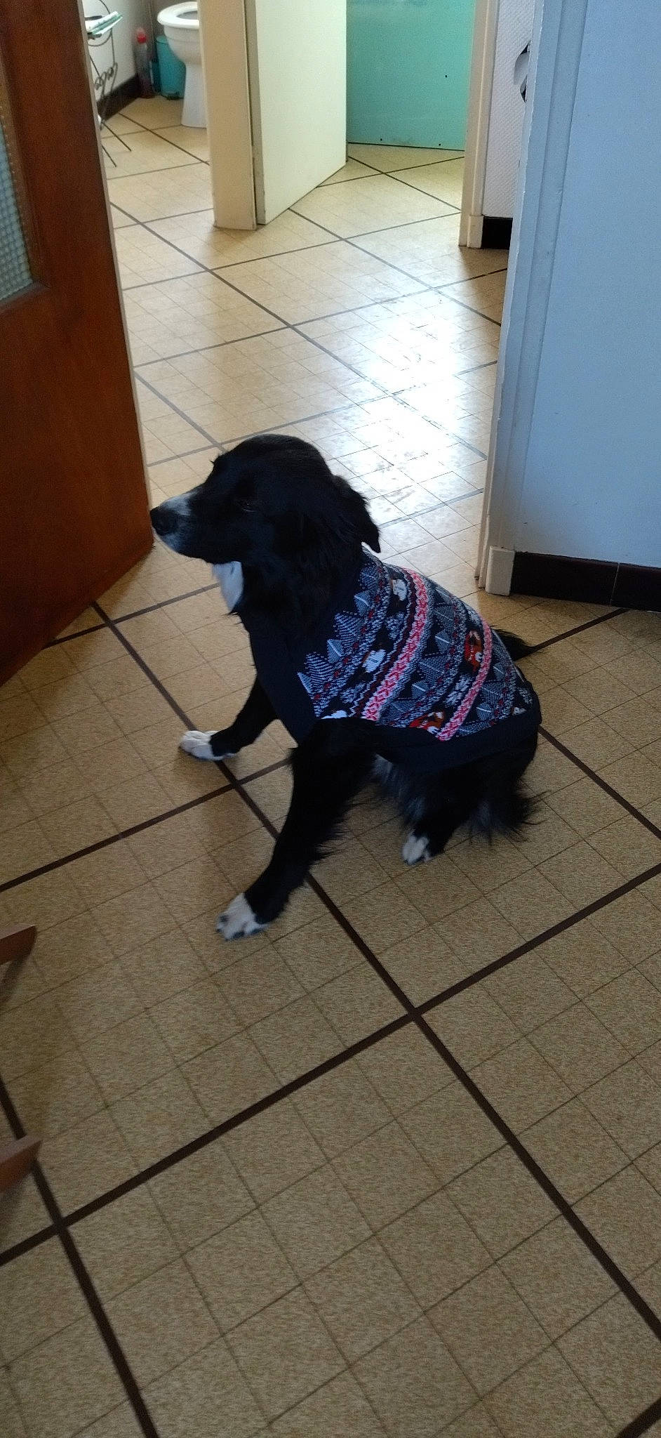 Raspoutine a rejoint le concours — aidez-le/la à gagner de superbes lots ! borador, canidae, carnivore, collar, companion_dog, dog, dog_breed, dog_collar, dog_supply, electric_blue, floor, flooring, fur, hardwood, leash, pet_supply, snout, tail, wood, working_animal