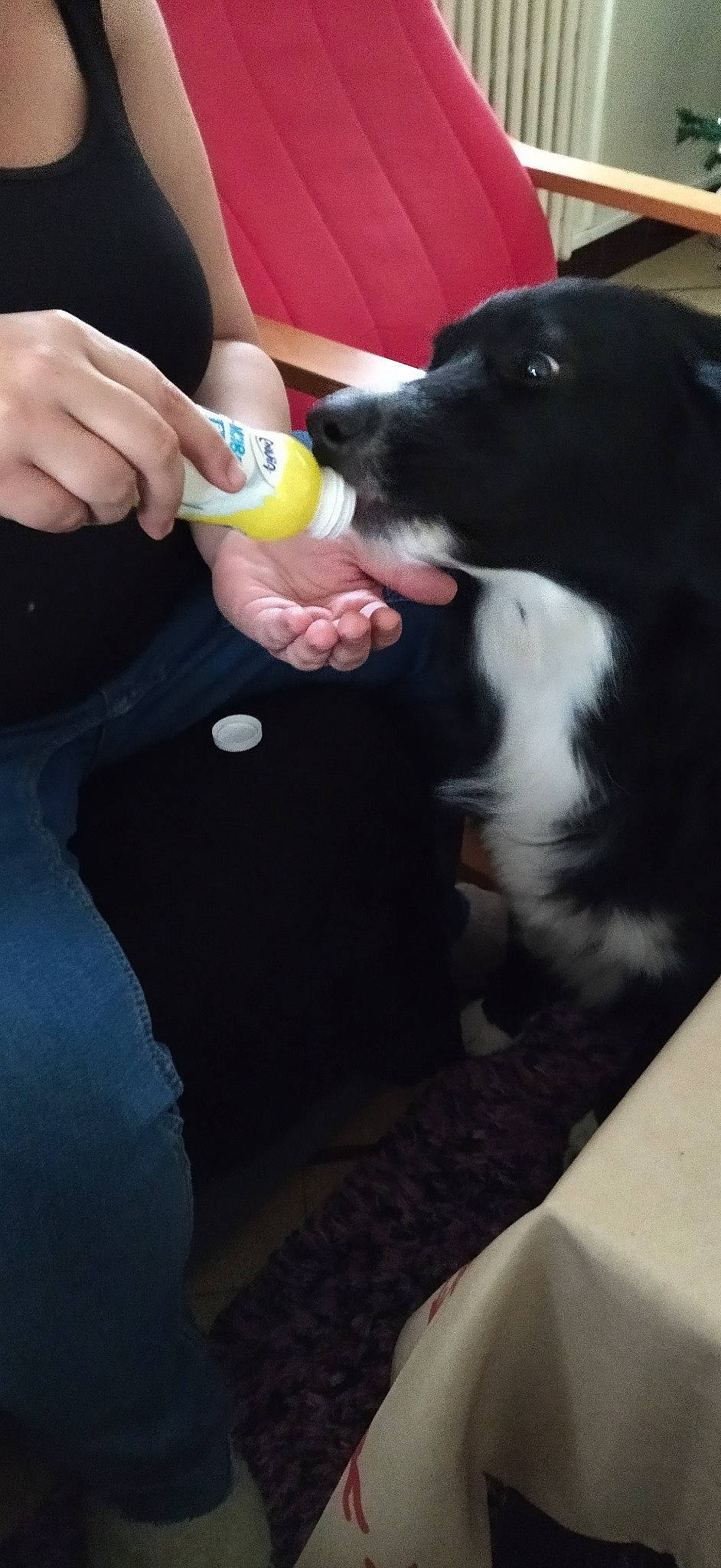 Raspoutine a rejoint le concours — aidez-le/la à gagner de superbes lots ! animal_training, canidae, carnivore, companion_dog, dog, dog_breed, fun, fur, gesture, guard_dog, nail, sporting_group, tableware, thumb, working_animal, wrist