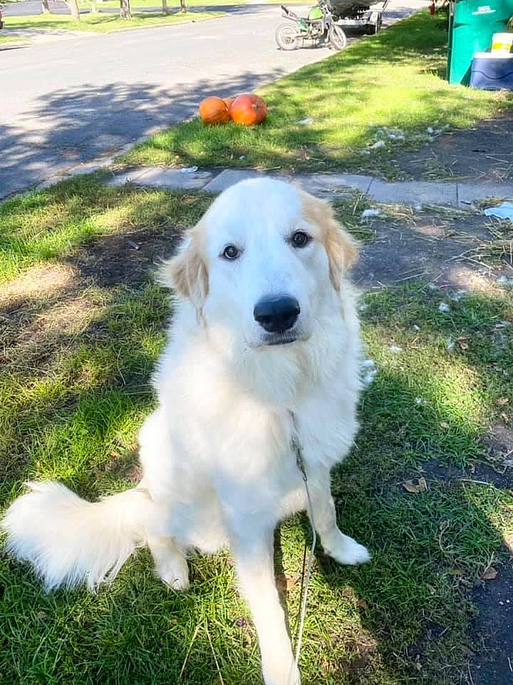 Colt is registered to the contest to win money with this photo: carnivore, companion_dog, dog, dog_breed, grass, gun_dog, kuvasz, livestock_guardian_dog, plant, sporting_group, tail, working_animal, working_dog