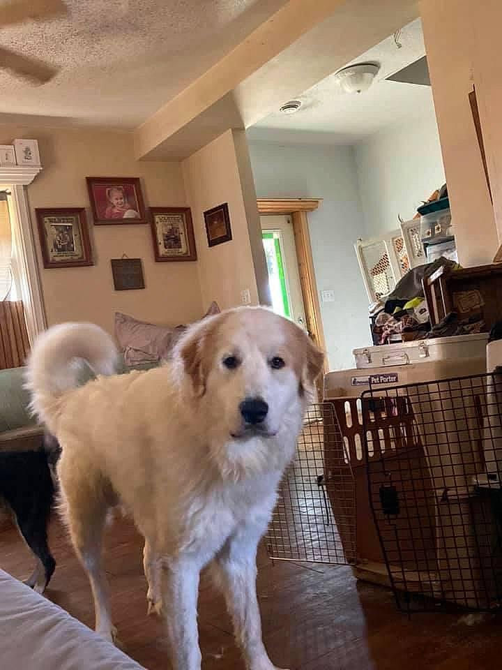 Colt is registered to the contest to win money with this photo: carnivore, chair, companion_dog, dog, dog_breed, fawn, floor, flooring, fur, gun_dog, hardwood, picture_frame, retriever, room, snout, sporting_group, tail, wood, wood_flooring, working_animal