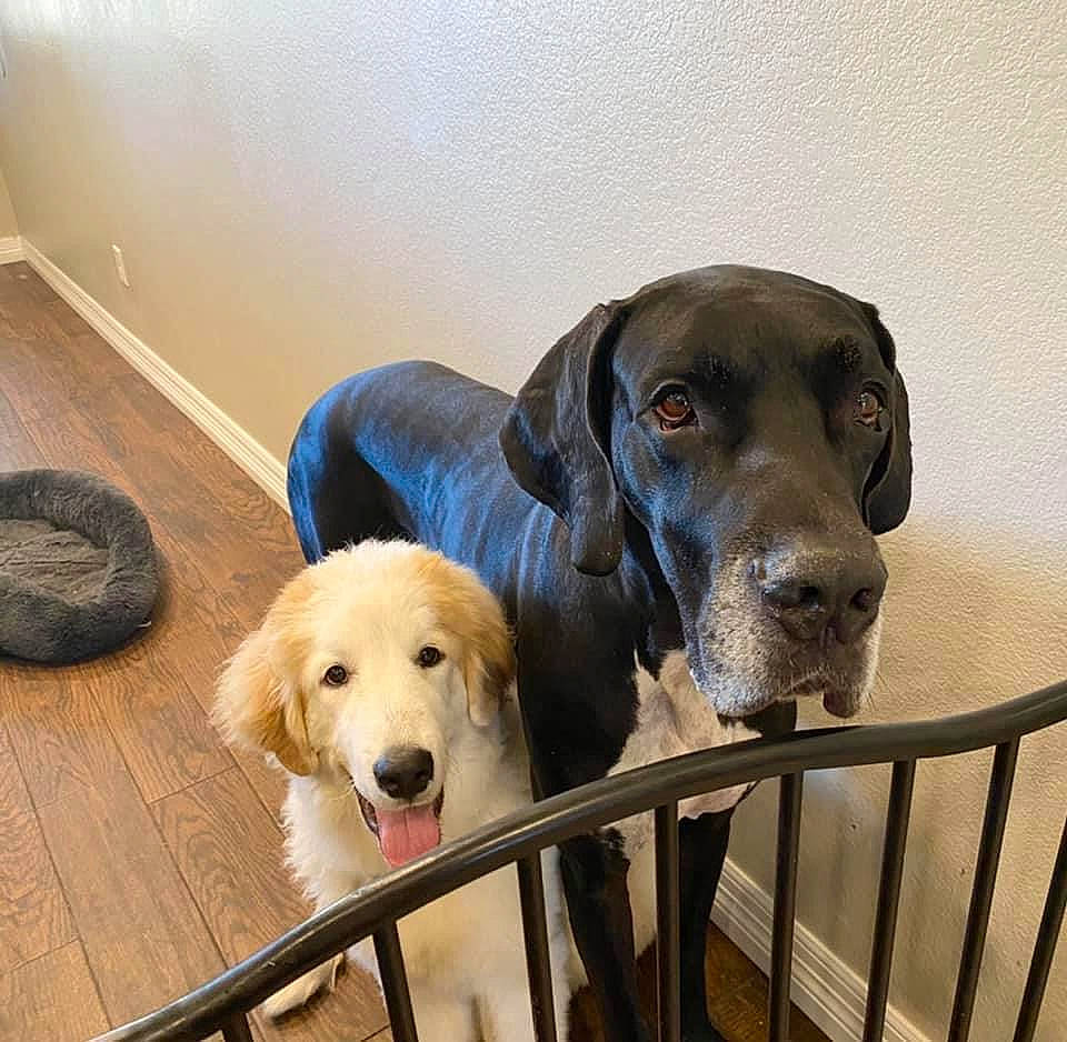 Colt is registered to the contest to win money with this photo: carnivore, chair, collar, comfort, companion_dog, dog, dog_breed, dog_collar, dog_supply, fawn, flooring, gun_dog, liver, metal, pet_supply, retriever, sporting_group, tire, wood, working_animal