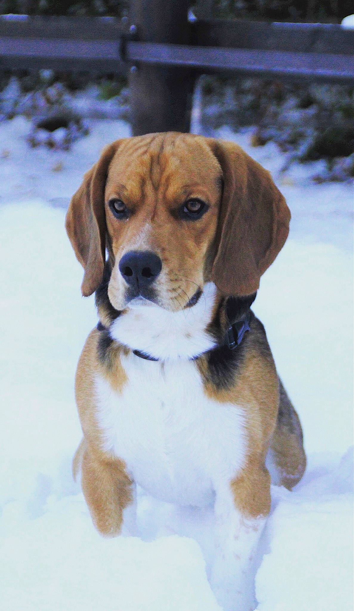 Maverick participe au concours pour gagner de l'argent avec cette photo : beaglier, canidae, carnivore, collar, companion_dog, dog, dog_breed, dog_collar, freezing, fur, hound, hunting_dog, scent_hound, snout, snow, sporting_group, tail, winter, working_dog