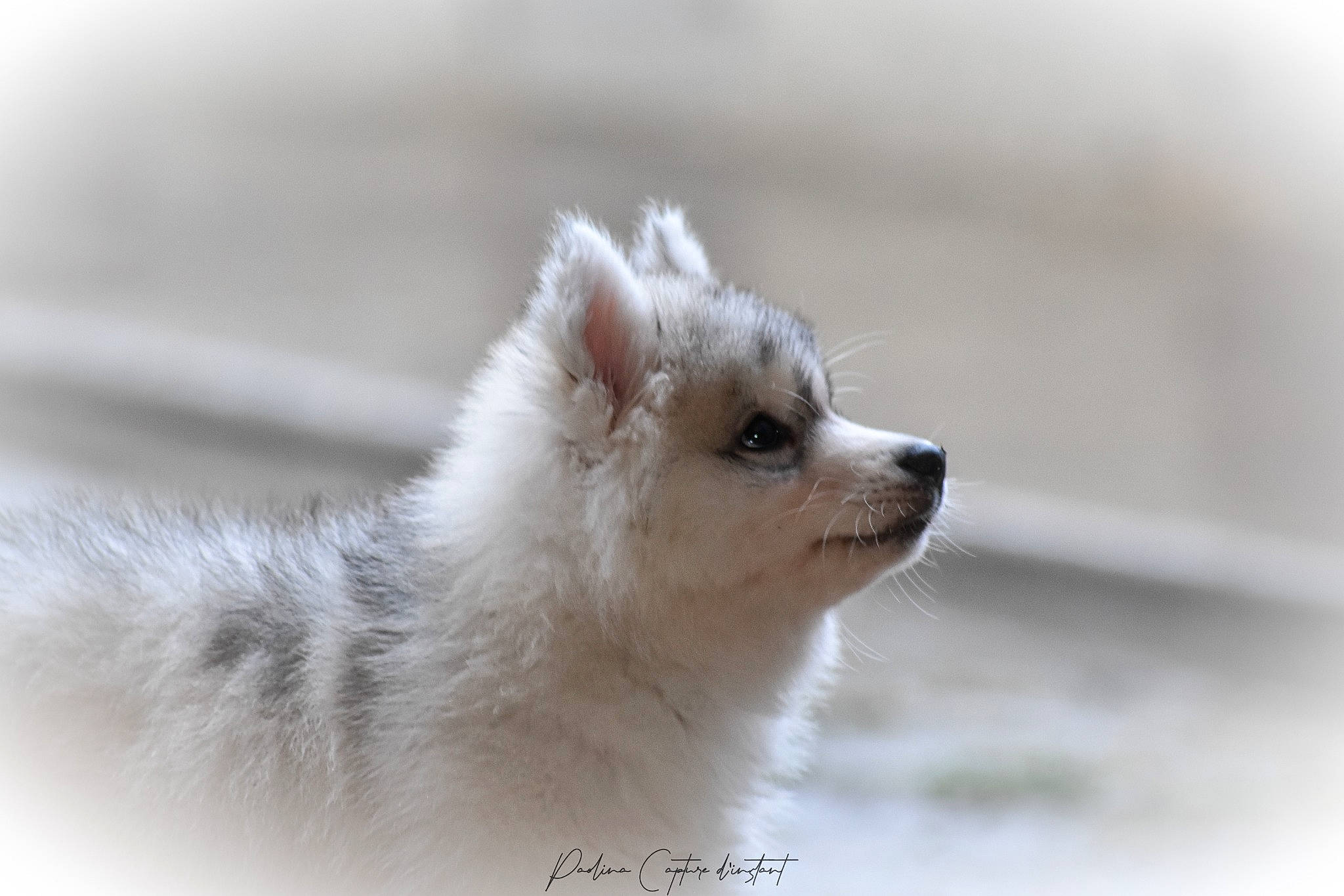 Summer participe au concours pour gagner de l'argent avec cette photo : canidae, carnivore, claw, companion_dog, dog, dog_breed, eyelash, fur, paw, snout, terrestrial_animal, whiskers, wildlife