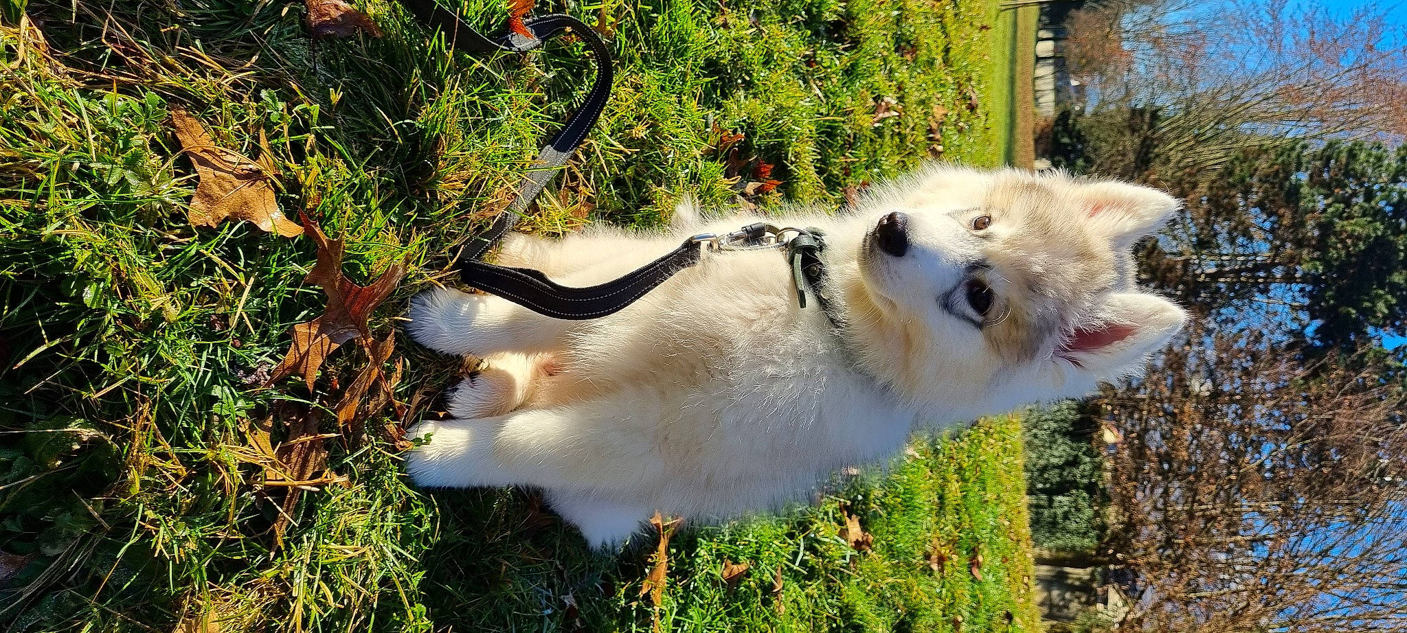 Summer participe au concours pour gagner de l'argent avec cette photo : ancient_dog_breeds, canidae, carnivore, collar, companion_dog, dog, dog_breed, fawn, felidae, fur, grass, mammal, plant, small_to_medium_sized_cats, snout, sporting_group, tail, tree, whiskers, wildlife