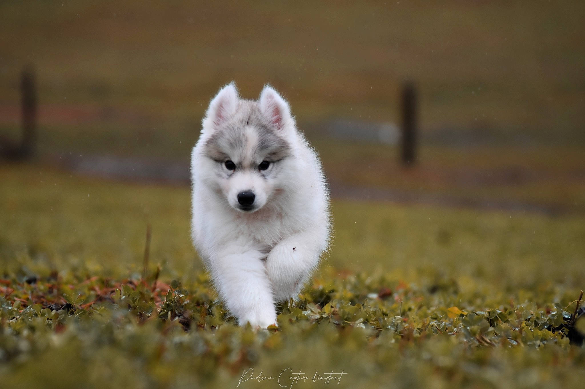 Summer participe au concours pour gagner de l'argent avec cette photo : canidae, carnivore, companion_dog, dog, dog_breed, eye, fur, grass, non_sporting_group, sitting, small_to_medium_sized_cats, snout, soil, sporting_group, tail, terrestrial_animal, whiskers, wildlife