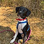 Kyra a rejoint le concours — aidez-le/la à gagner de superbes lots ! dog, black_and_white, sitting, red_collar, blue_harness, pink_leash, grass, dry_grass, outdoor, sunlight, nature, leash, pet, canine, animal, fur, ears, snout, background, bushes