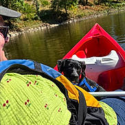 Kyra participe au concours pour gagner de l'argent avec cette photo : dog, person, kayak, water, lake, trees, greenery, outdoor, nature, sunny, harness, red_kayak, glasses, tattoo, shirt, paddle, relaxing, summer, adventure, animal