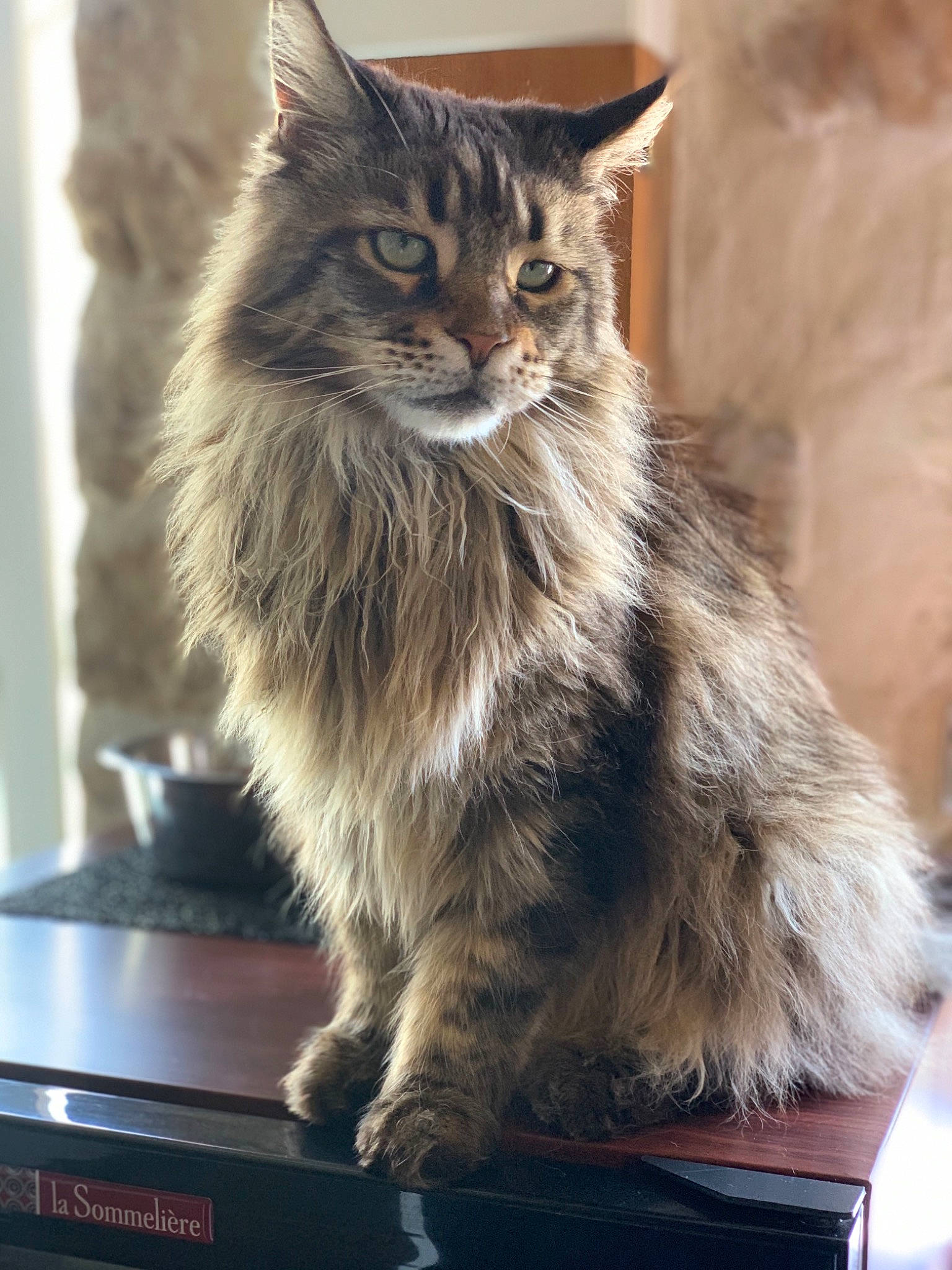 Iggy participe au concours pour gagner de l'argent avec cette photo : asian_semi_longhair, british_semi_longhair, carnivore, cat, domestic_long_haired_cat, fawn, felidae, fur, kitten, kurilian_bobtail, maine_coon, mammal, norwegian_forest_cat, pixie_bob, siberian, small_to_medium_sized_cats, tabby_cat, vertebrate, whiskers, wild_cat