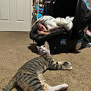 Peach is registered to the contest to win money with this photo: animal, baby, baby_feet, blanket, car_seat, carpet, cat, collar, indoor, kitten, lying_down, nursery, pet, pink_nose, relaxed, stretching, striped_fur, tabby_cat, toys, white_paws