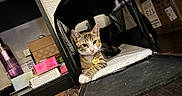 Peach joined the competition — help win amazing prizes! animal, blanket, boxes, carrier, cat, collar, ears, feline, furniture, indoors, looking_at_camera, paws, pet, pet_carrier, portrait, relaxed, room, tabby, tag, whiskers