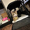 animal, blanket, boxes, carrier, cat, collar, ears, feline, furniture, indoors, looking_at_camera, paws, pet, pet_carrier, portrait, relaxed, room, tabby, tag, whiskers