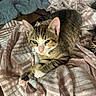 Peach is registered to the contest to win money with this photo: animal, bedding, bedroom, blanket, blue_eyes, cat, close_up, cozy, cute, ears, indoors, kitten, lying_down, pet, sitting, sleepy, striped_fur, tabby, whiskers, white_paws