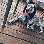 Maverick a rejoint le concours — aidez-le/la à gagner de superbes lots ! animal, black_and_white, blue_eye, canine, dog, domestic_animal, fur, home, legs, outdoor, paw, pet, relaxed, resting, spot, summer, sunlight, table, tongue_out, wooden_deck