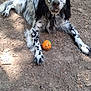 animal, ball, black_and_white, canine, chewed_toy, dirt, dog, fur, ground, heterochromia, long_ears, looking, lying_down, nature, outdoor, pet, playful, relaxed, spotted, summer