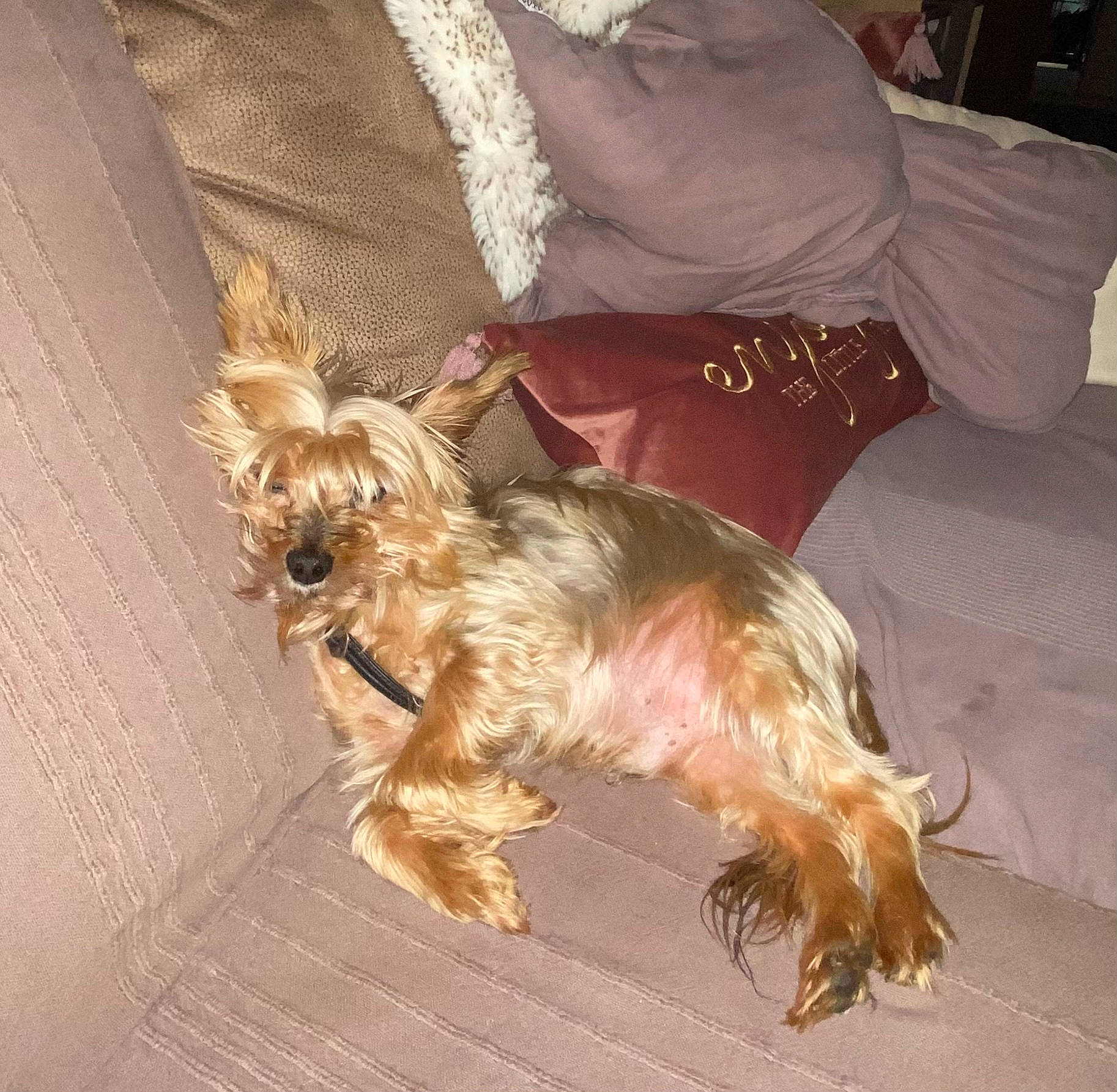 Chupi participe au concours pour gagner de l'argent avec cette photo : australian_silky_terrier, australian_terrier, biewer_terrier, canidae, carnivore, comfort, companion_dog, dog, dog_breed, dog_supply, fawn, fur, liver, small_terrier, sporting_group, terrier, toy_dog, working_animal, yorkipoo, yorkshire_terrier