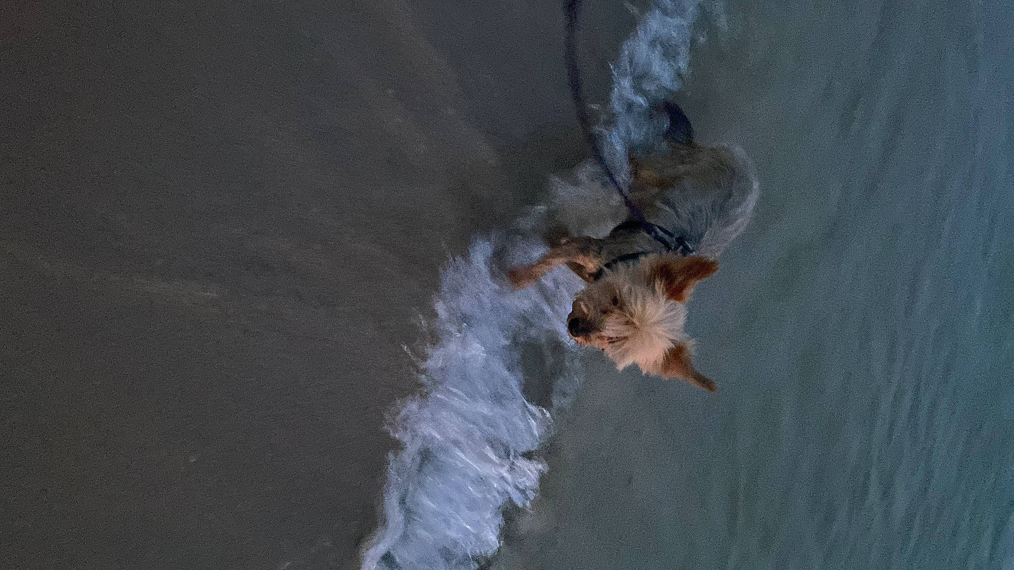 Chupi a rejoint le concours — aidez-le/la à gagner de superbes lots ! _geese_and_swans, beak, bird, ducks, feather, fluid, lake, liquid, ocean, recreation, seabird, tail, water, water_bird, waterfowl, wave, wildlife, wind_wave, wing, winter