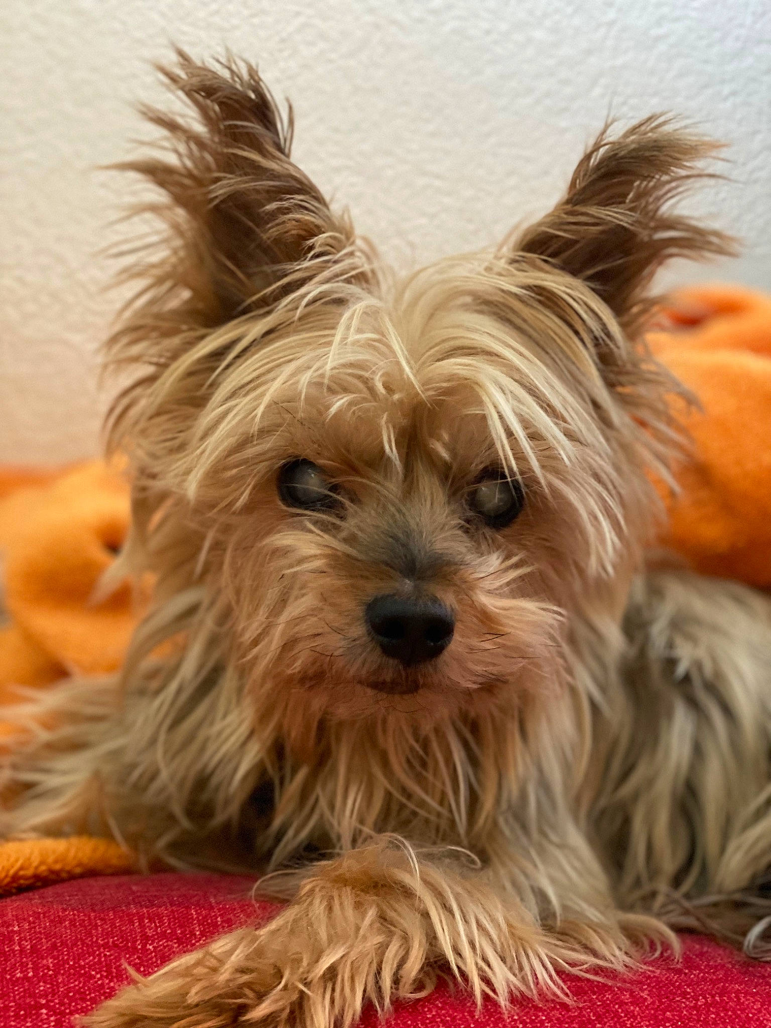 Chupi a rejoint le concours — aidez-le/la à gagner de superbes lots ! biewer_terrier, blond, canidae, carnivore, clock, companion_dog, dog, dog_breed, fur, liver, small_terrier, snout, sporting_group, terrestrial_animal, terrier, toy_dog, water_dog, whiskers, yorkipoo, yorkshire_terrier