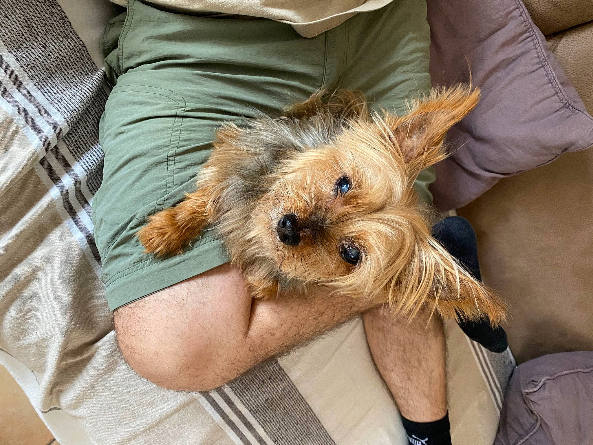 Chupi participe au concours pour gagner de l'argent avec cette photo : biewer_terrier, canidae, carnivore, comfort, companion_dog, dog, dog_breed, fawn, fur, linens, sleeve, small_terrier, snout, sporting_group, surfer_hair, t_shirt, terrier, toy_dog, working_animal, yorkipoo