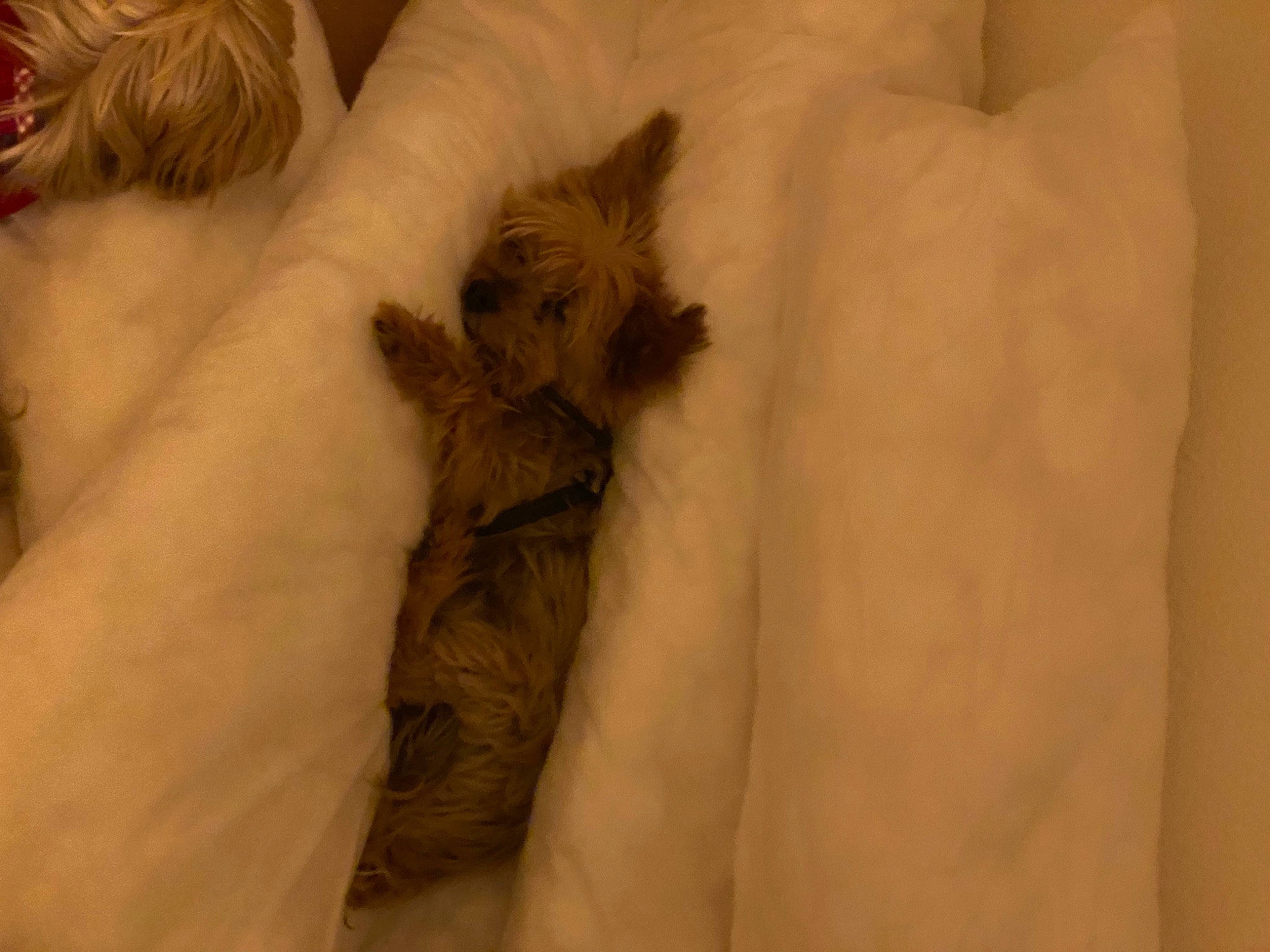 Chupi participe au concours pour gagner de l'argent avec cette photo : bed, bed_sheet, bedding, canidae, carnivore, cat, claw, comfort, companion_dog, dog_breed, domestic_short_haired_cat, fawn, felidae, fur, linens, paw, small_to_medium_sized_cats, tail, terrestrial_animal, whiskers