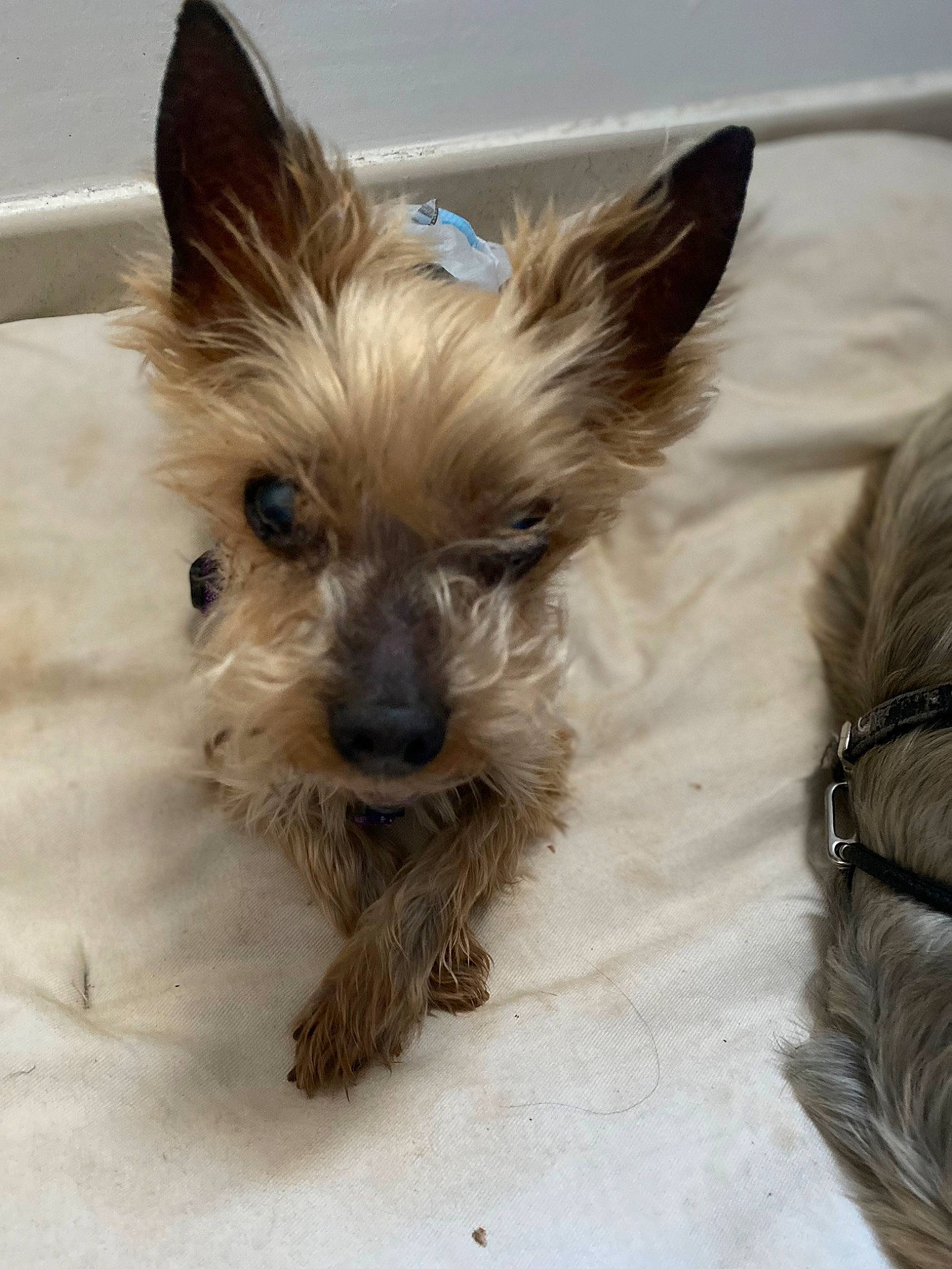 Akira a rejoint le concours — aidez-le/la à gagner de superbes lots ! canidae, carnivore, companion_dog, dog, dog_breed, dog_supply, ear, fawn, fur, liver, mammal, small_terrier, snout, sporting_group, terrestrial_animal, terrier, toy_dog, whiskers, working_animal, yorkipoo