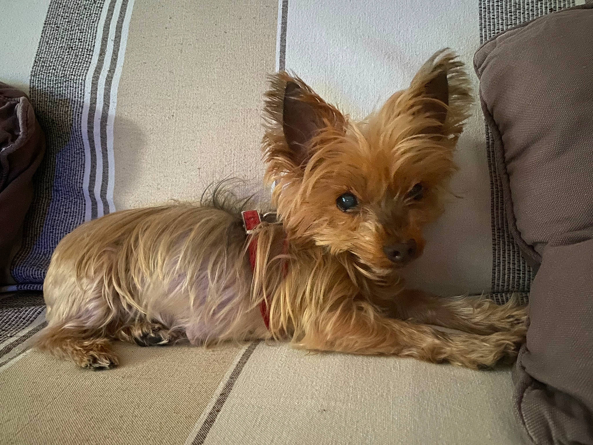 Akira a rejoint le concours — aidez-le/la à gagner de superbes lots ! bag, biewer_terrier, canidae, carnivore, comfort, companion_dog, dog, dog_breed, dog_supply, fawn, fur, liver, luggage_and_bags, small_terrier, sporting_group, terrier, toy_dog, working_animal, yorkipoo, yorkshire_terrier