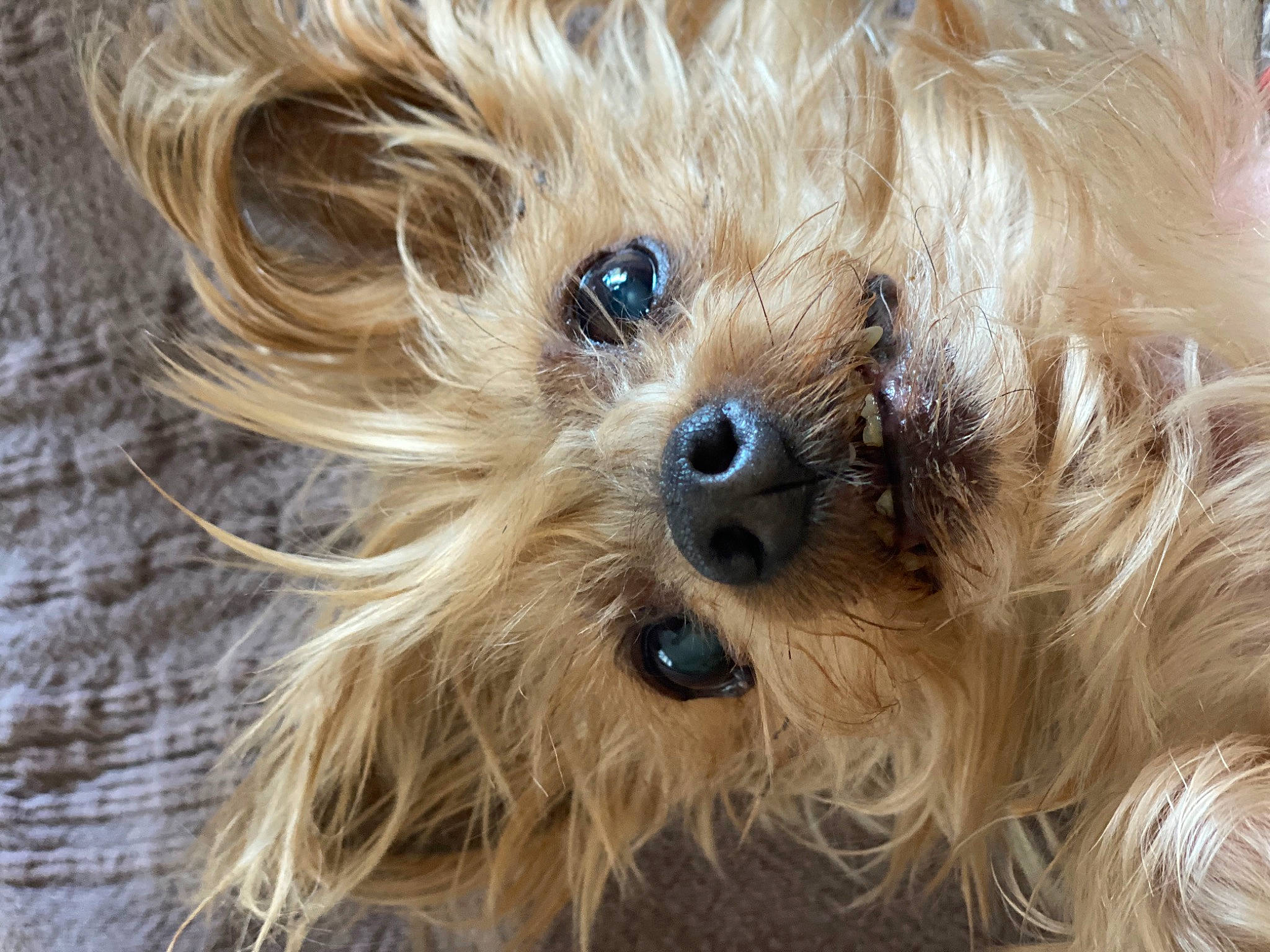 Akira a rejoint le concours — aidez-le/la à gagner de superbes lots ! biewer_terrier, canidae, carnivore, close_up, companion_dog, dog, dog_breed, fawn, fur, liver, maltepoo, small_terrier, snout, sporting_group, terrier, toy_dog, whiskers, working_animal, yorkipoo, yorkshire_terrier