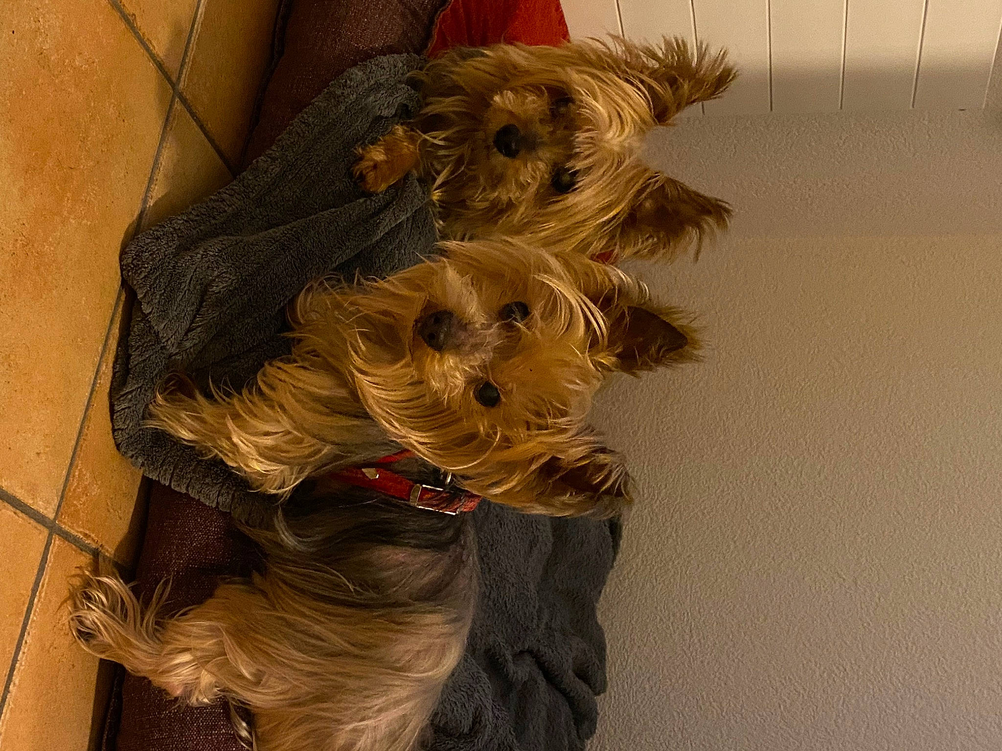 Akira participe au concours pour gagner de l'argent avec cette photo : canidae, carnivore, companion_dog, dog, dog_breed, dog_clothes, dog_supply, fashion_accessory, fawn, fur, liver, natural_material, pet_supply, small_terrier, snout, sporting_group, terrier, toy_dog, wood, working_animal